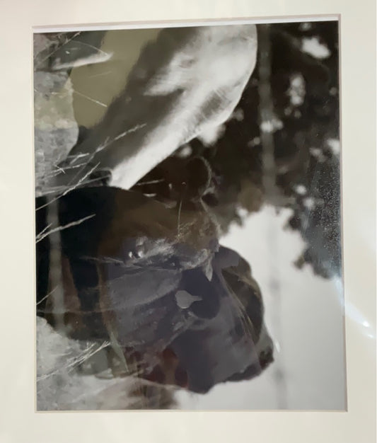 Calf in the Grass Print