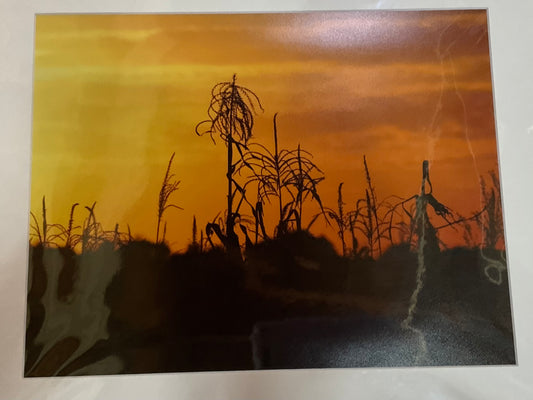 Cornstalk Sunset Print