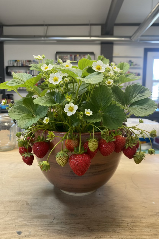 Strawberry Planter